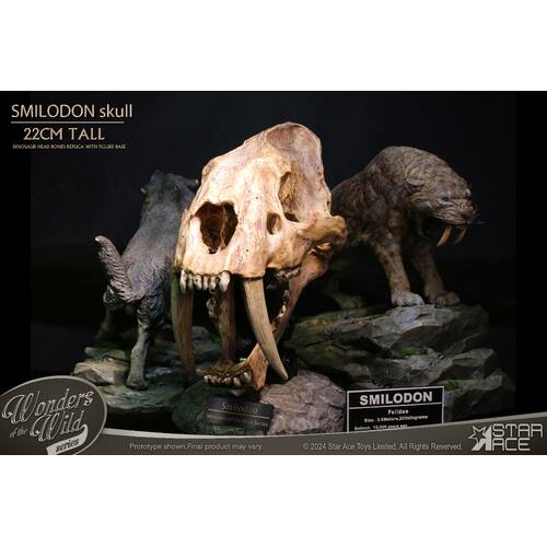 -PRE ORDER- Wonders of the Wild Series Smilodon Skull Replica